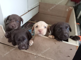 Labrador puppies for sale