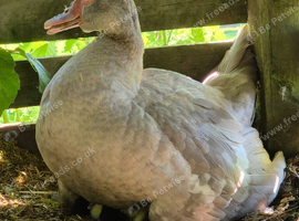 Pure bred Muscovy female and ducklings