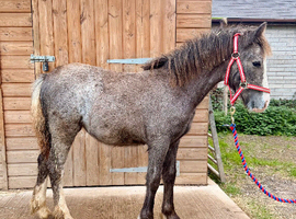 Pretty Welsh C x Cob Filly