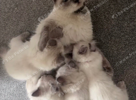 Ragdoll kittens