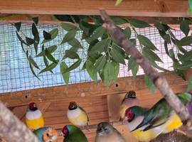 Gouldian and Parrot Finches for sale