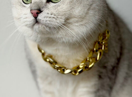 STUD BSH .Gccf /Tica