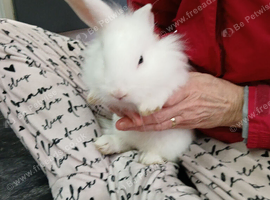 8 week old rabbits for sale