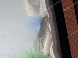 Blue crayfish