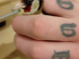 Goldfinch