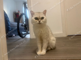 British shorthair