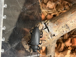 Zophobas morio (Morio beetles)