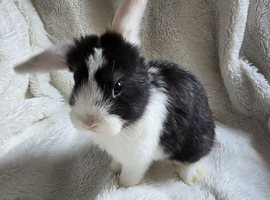 Beautiful Baby Rabbits