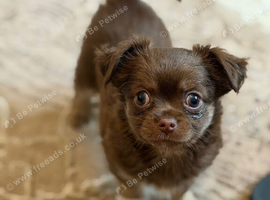 Pomchi puppy