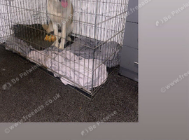 Female Akita For Rehome ASAP