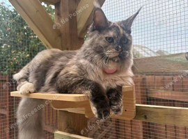 Beautiful TICA Registered Active Mainecoon Queen
