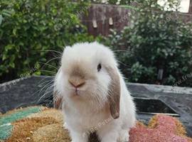Mini lop baby boy