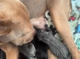 Cane corso x pressa canario