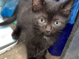 9weeks kittens ready to go