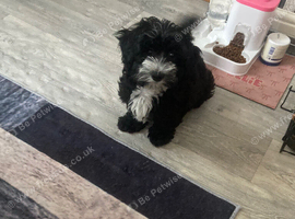 Beautiful Black & White Maltipoo Female Puppy &ndash; Loving Home Wanted