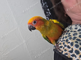 Hand reared sun conure