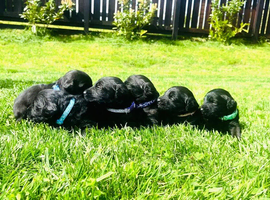 Stunning Standard labradoodles