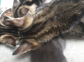 Kittens