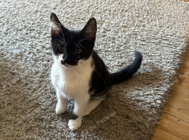 Beautiful kitten boy