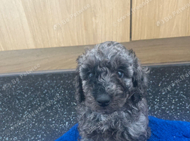 One beautiful little Cavapoo girl remaining