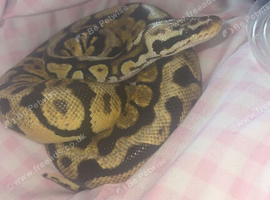 pastel spot nose male ball python for sale