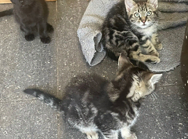 Ragdol x kittens