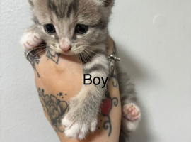 Cute kittens