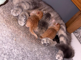 Kittens, ready mid july