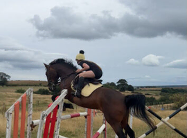 Irish Sports Horse