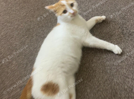 male 1 year old in birmingham