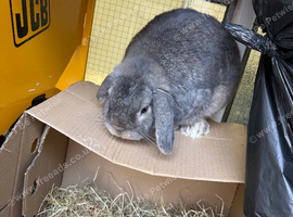 Rabbit