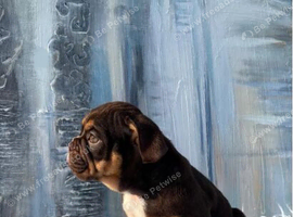 Gorgeous English Bulldog Puppies