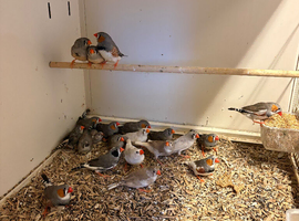 18 Zebra Finches
