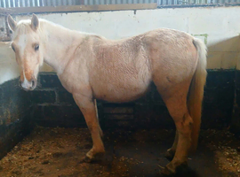 Sec D 2 year old filly lovely nature
