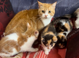 Kittens for sale