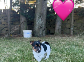 Jack Russell puppies
