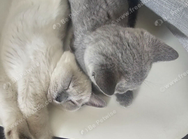 Beautiful British Shorthair Brother & Sister &ndash; Loving Forever Home Wanted