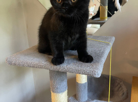 British black pedigree kitten