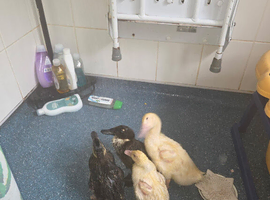 Ducklings