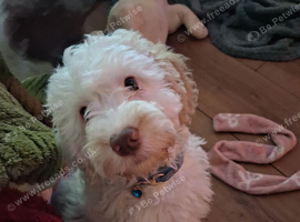 beautifull boy puppy