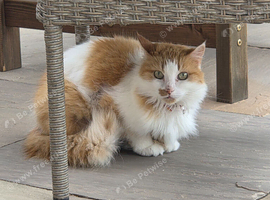 Loving forever home needed