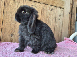 Baby mini lops  ready now.  Last boy..