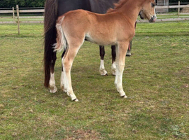 Welsh Sec B filly foal