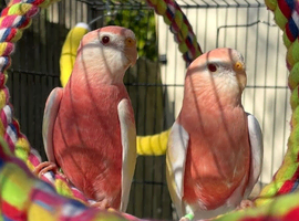 Pair of bourkes for sale