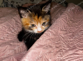 Beautiful kitten for sale