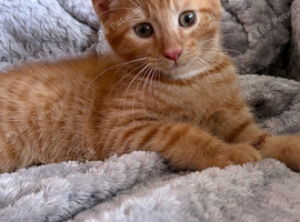 Fluffy ginger female & fluffy tortoiseshell female kittens &ndash; part Maine Coon
