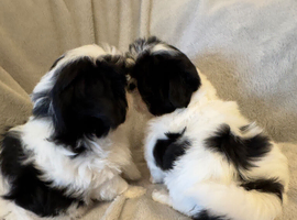 Japanese Chin X Havanese