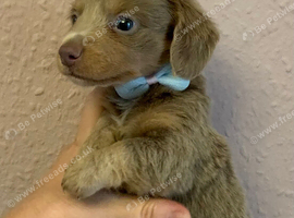 2 beautiful long coat miniature dachshund pups