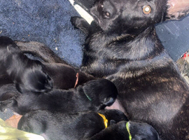 Mali X collie puppies