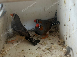 Pair of zebra finches